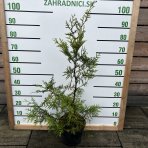 Tuja západná (Thuja occidentalis) ´BRABANT´ - výška 70-100 cm,  kont. C5L